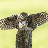 Little owls
